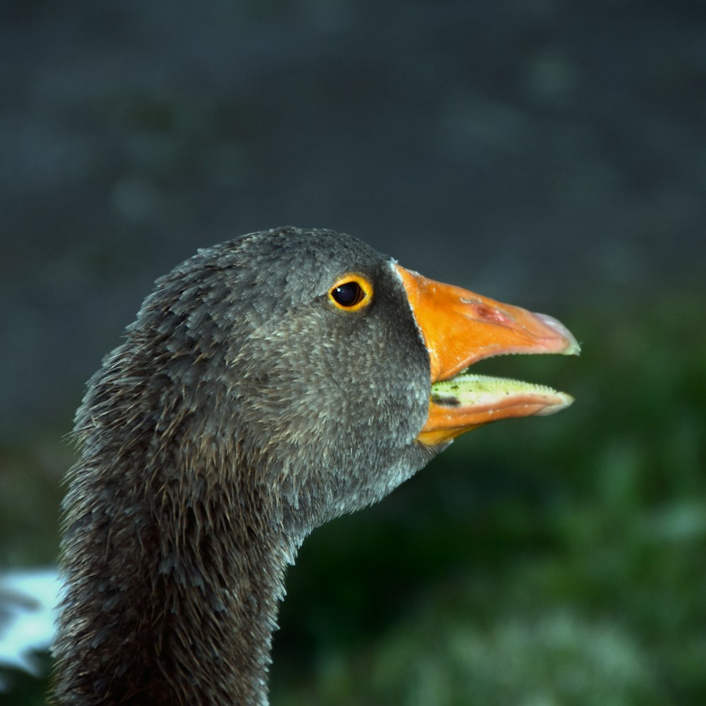 grey duck in close up photography