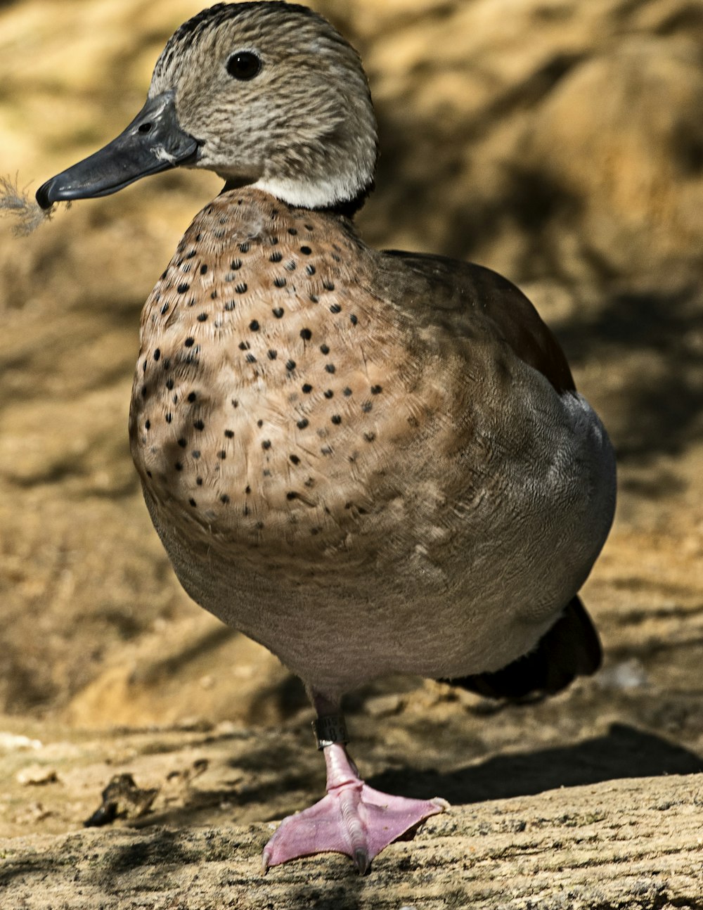brown and white duck on brown sand during daytime