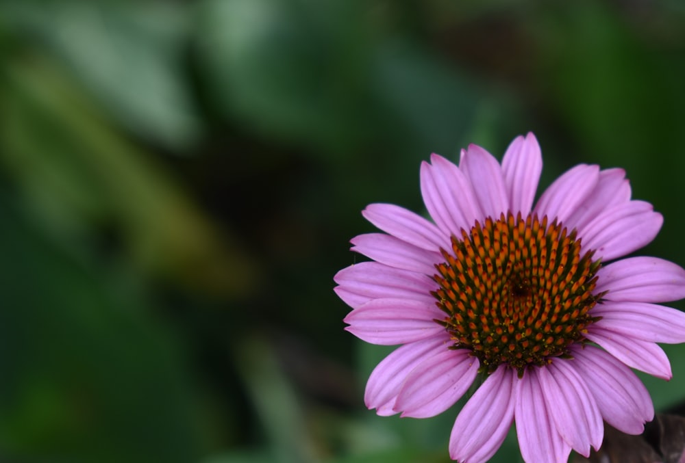 pink flower in tilt shift lens