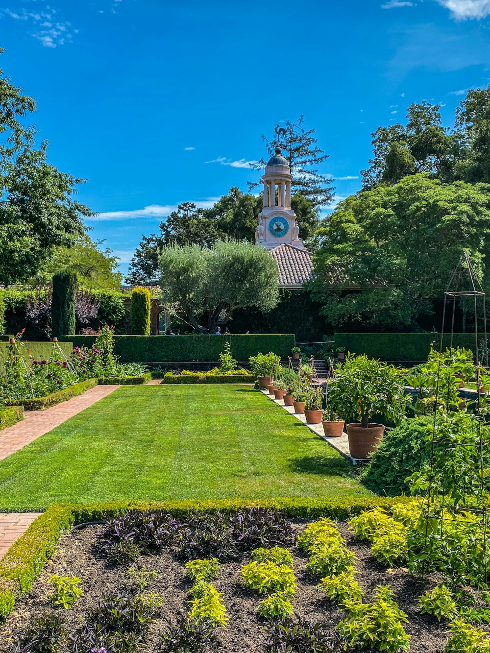 green grass field with green trees and plants