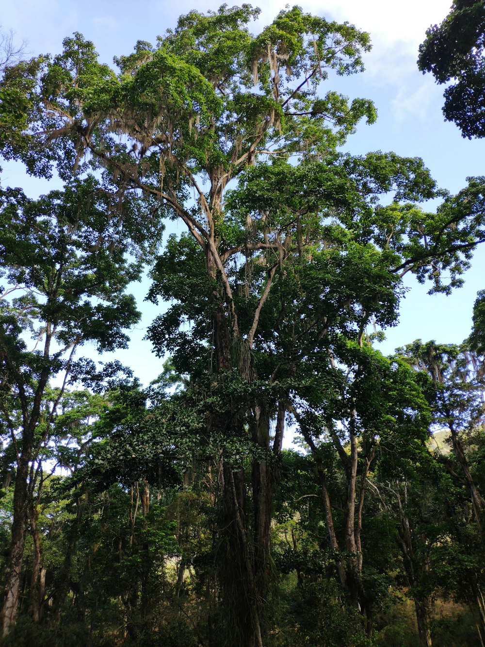 green trees under blue sky during daytime