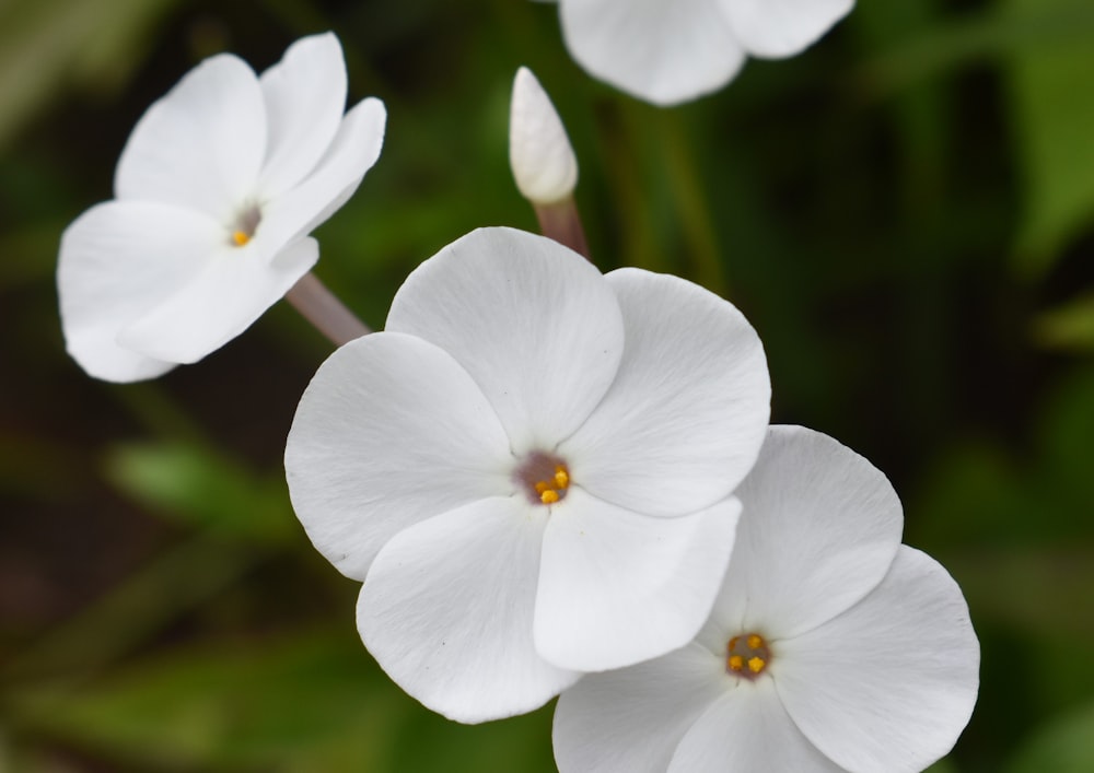 クローズ アップ写真で白い 5 枚の花弁の花の写真 – Unsplashの無料美