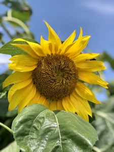 Pure Sunflower Oil