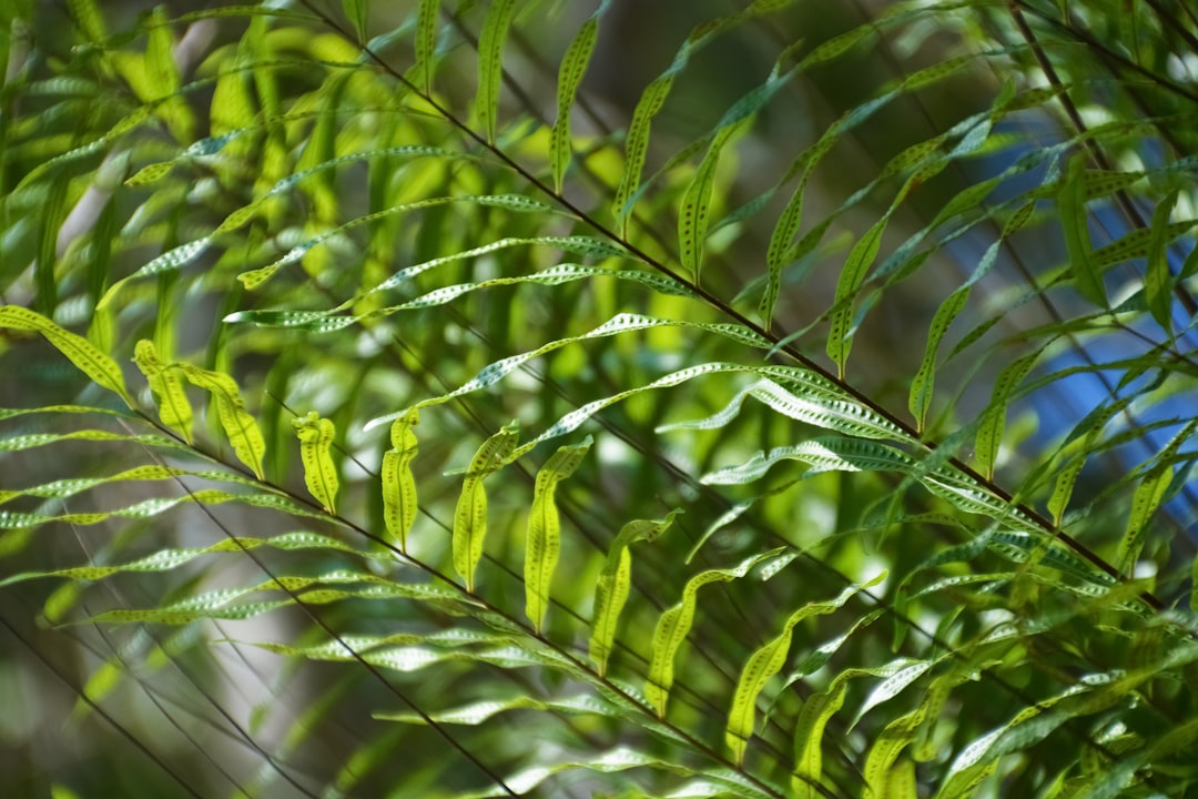 green and white leaf plant