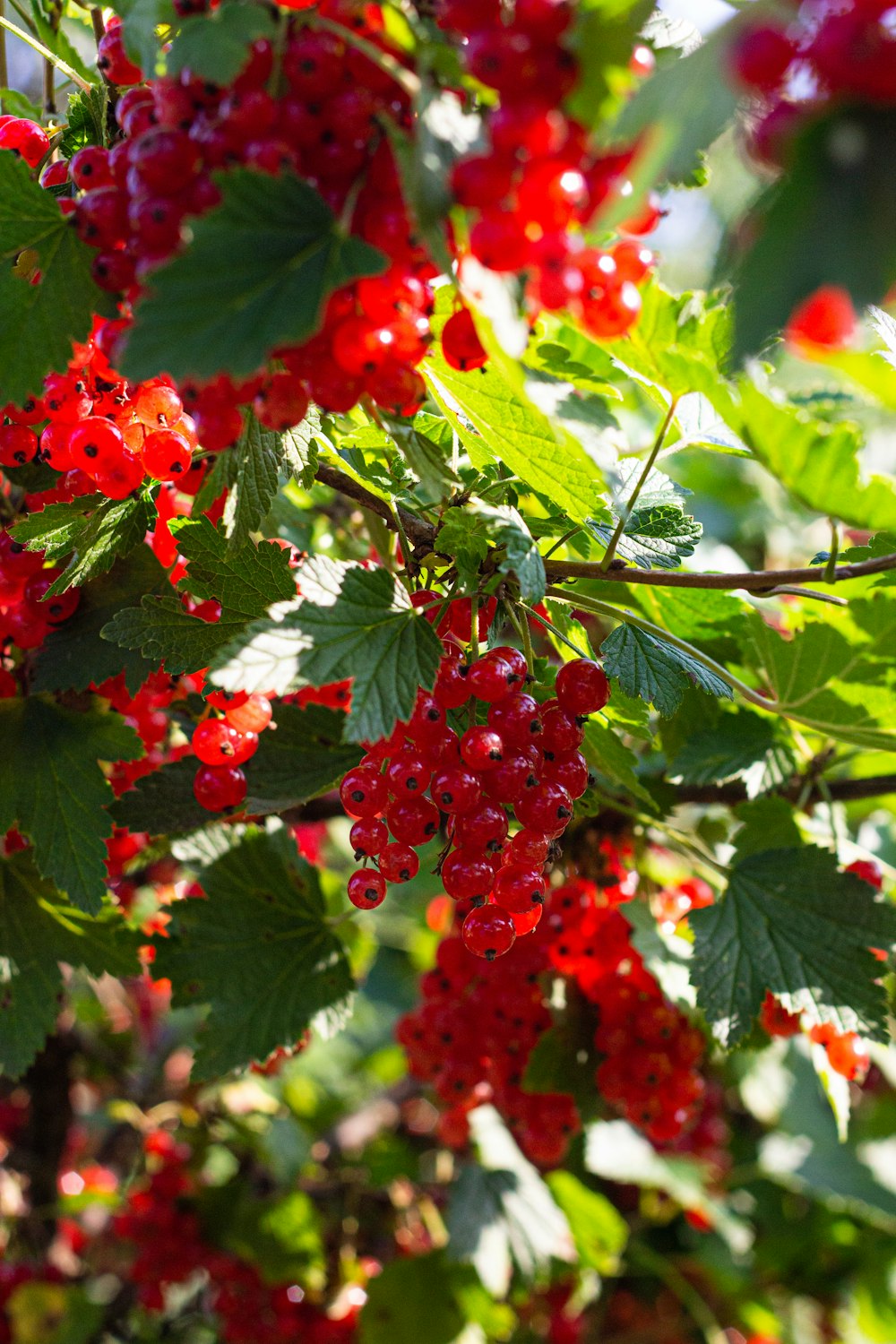 red round fruits on green leaves