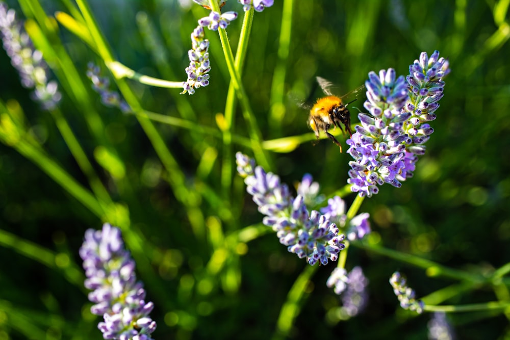 black and yellow bee on purple flower during daytime