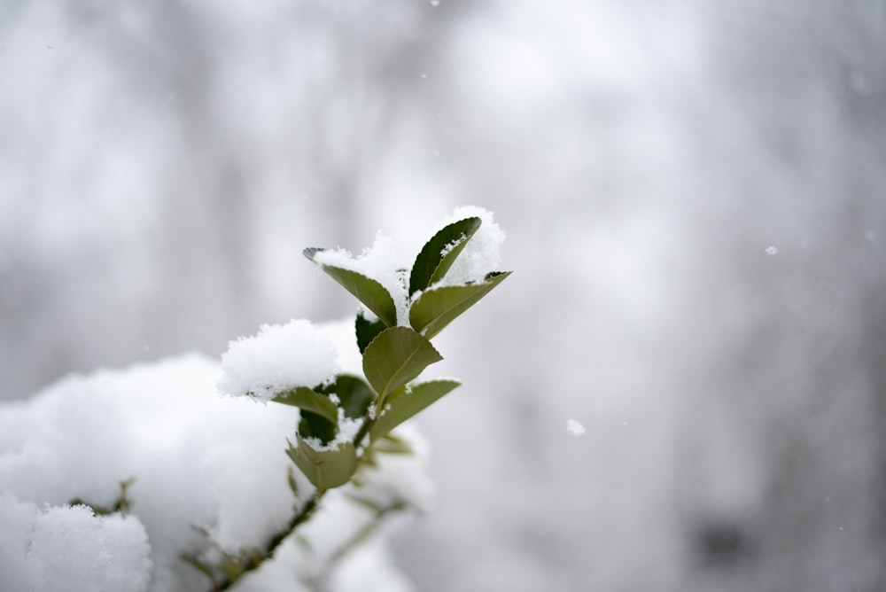 green leaf plant covered with snow