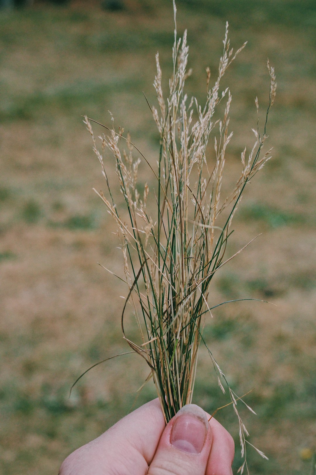 brown wheat in close up photography