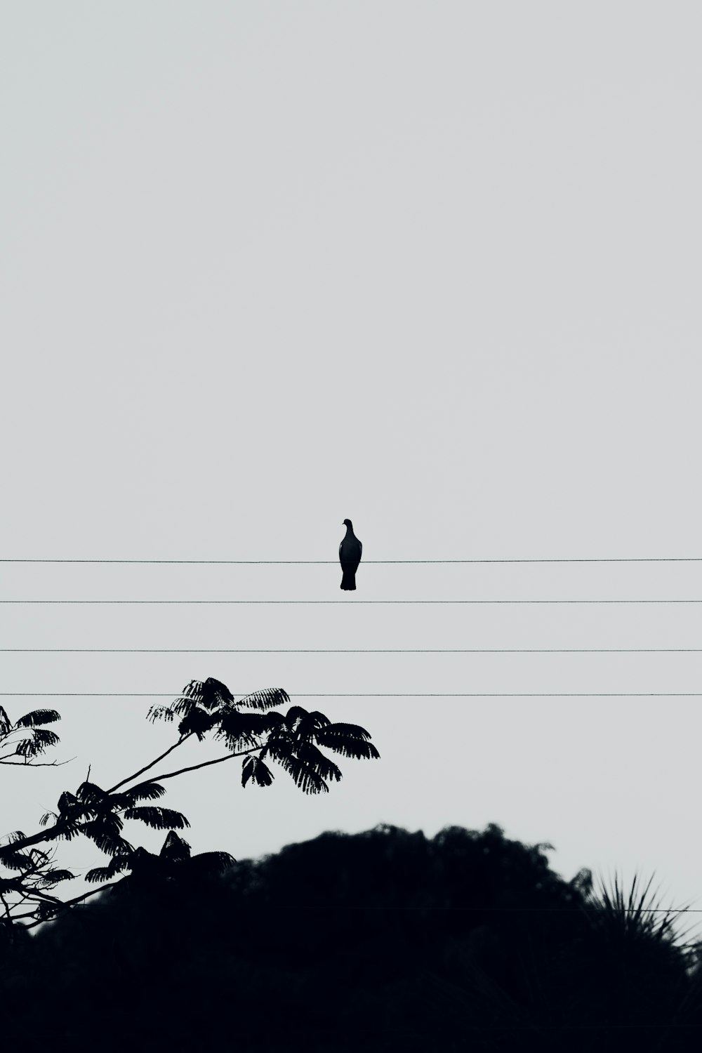 pássaro preto no fio preto durante o dia