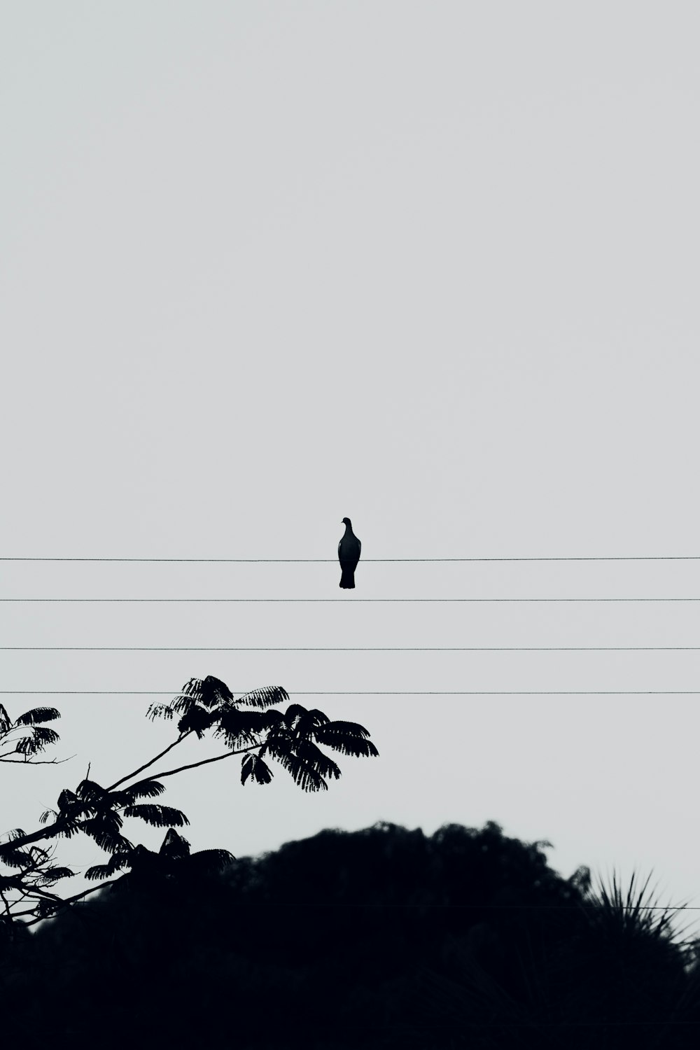 black bird on black wire during daytime