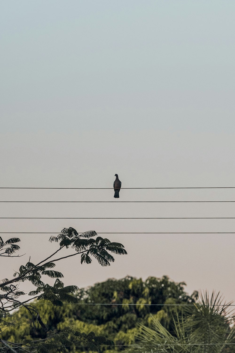 Pájaro negro en alambre negro durante el día