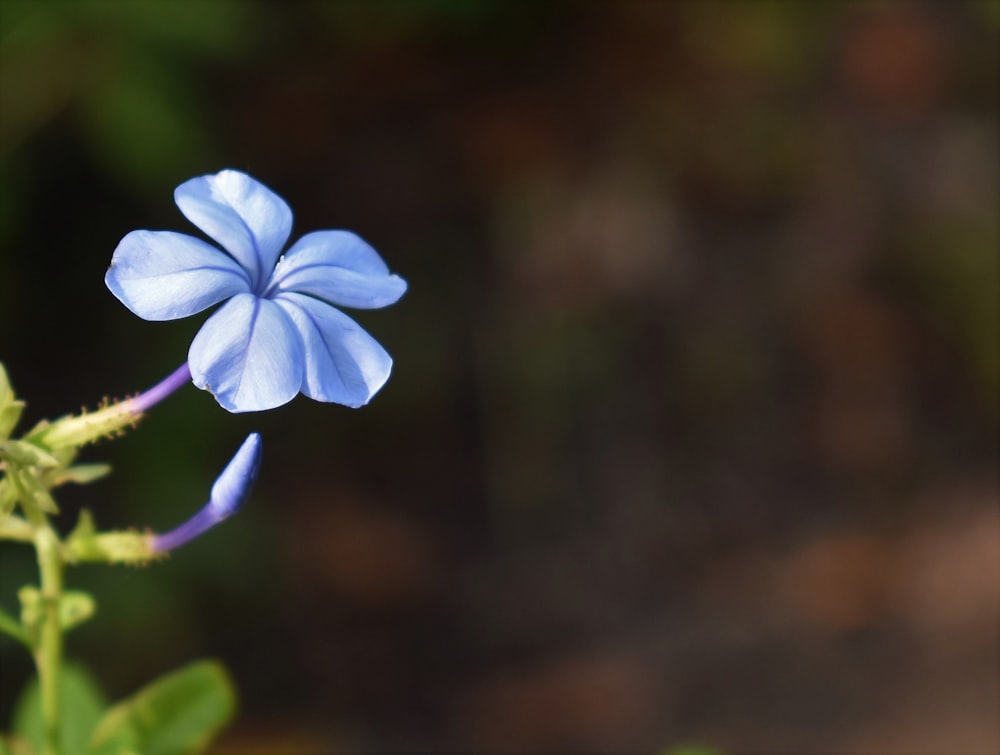 blue flower in tilt shift lens