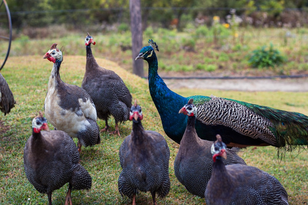 flock of gray and blue birds on green grass during daytime