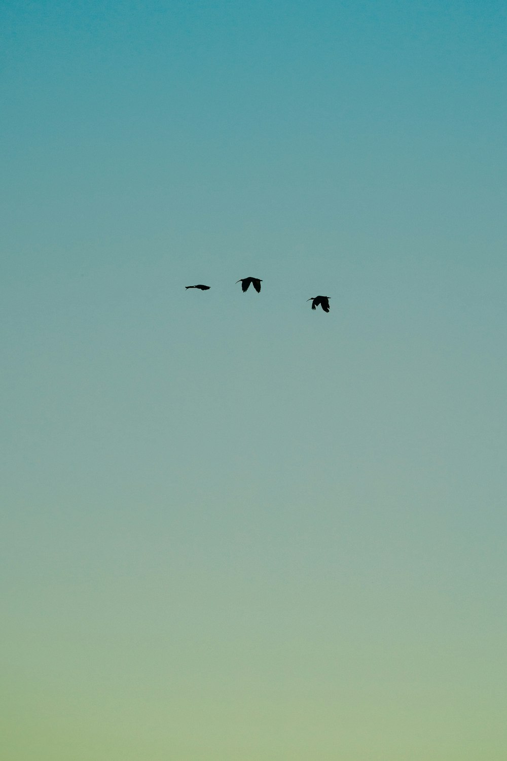 uccelli che volano sotto il cielo blu durante il giorno