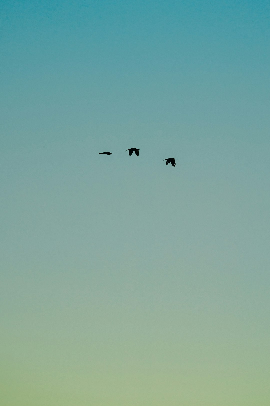 birds flying under blue sky during daytime