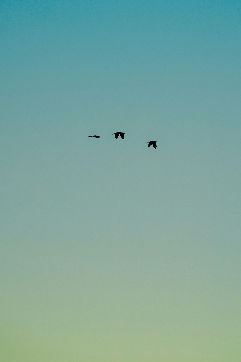 birds flying under blue sky during daytime