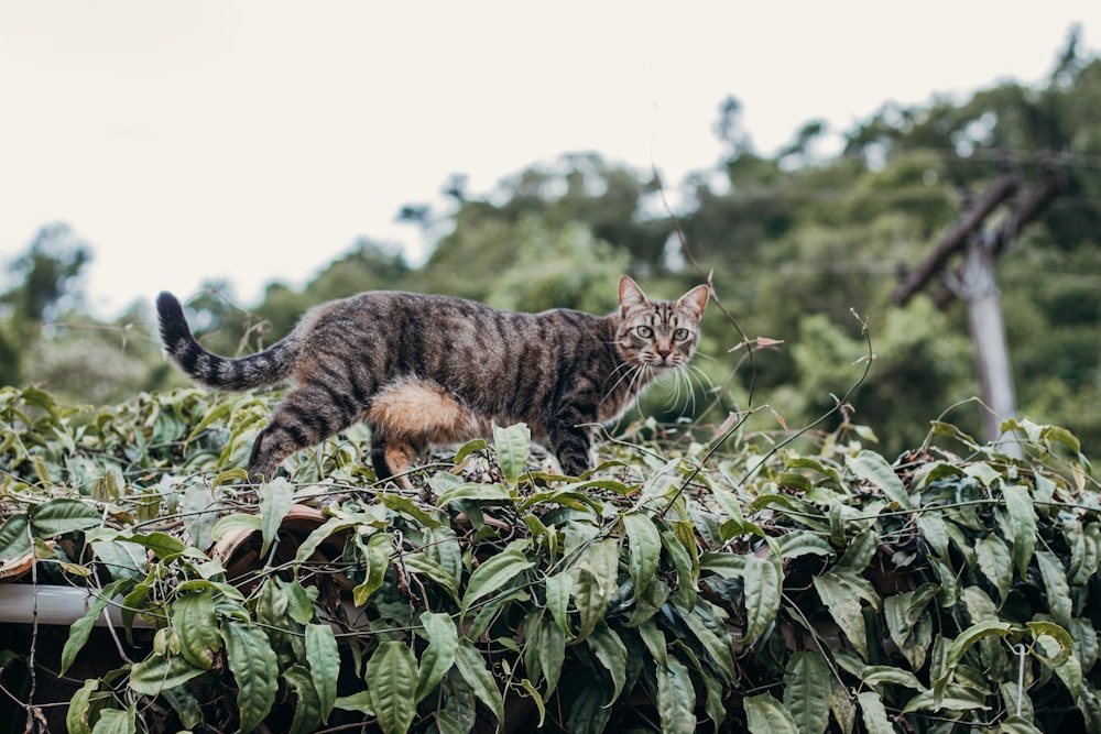 chat tigré brun sur plante verte pendant la journée