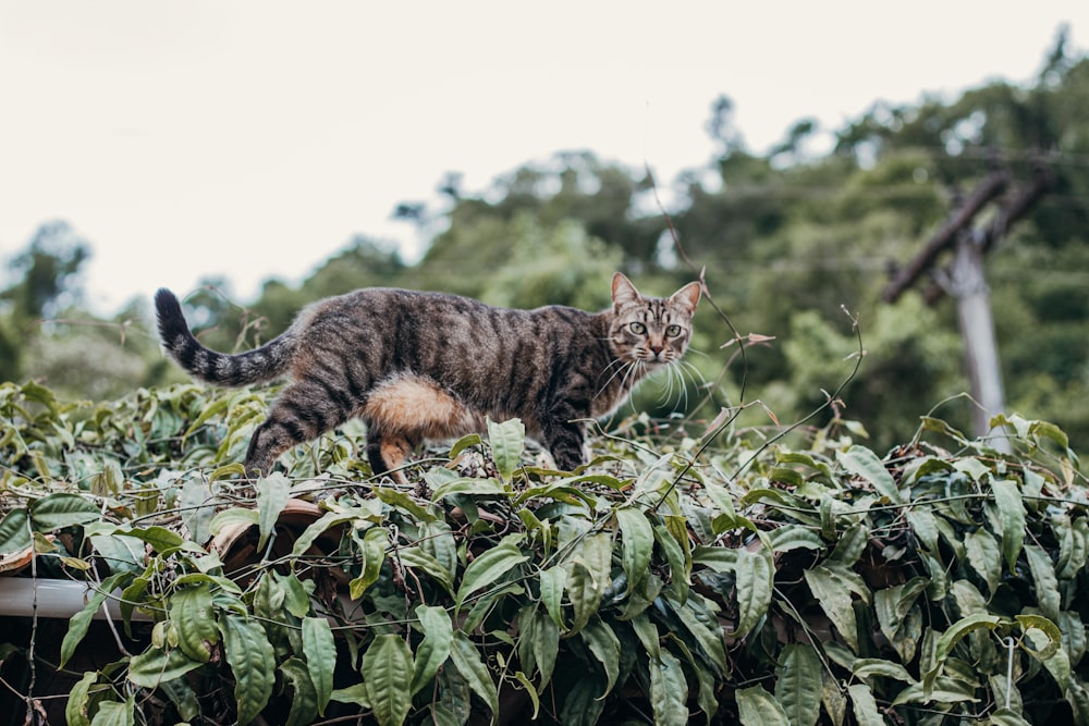 brown tabby cat on green plant during daytime
