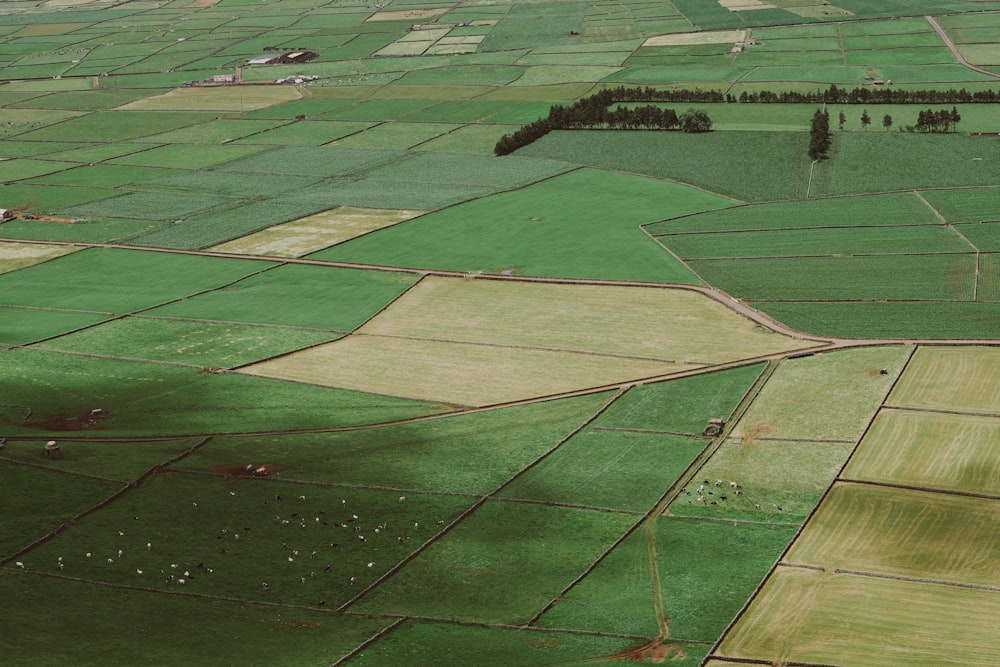 aerial view of green and brown field