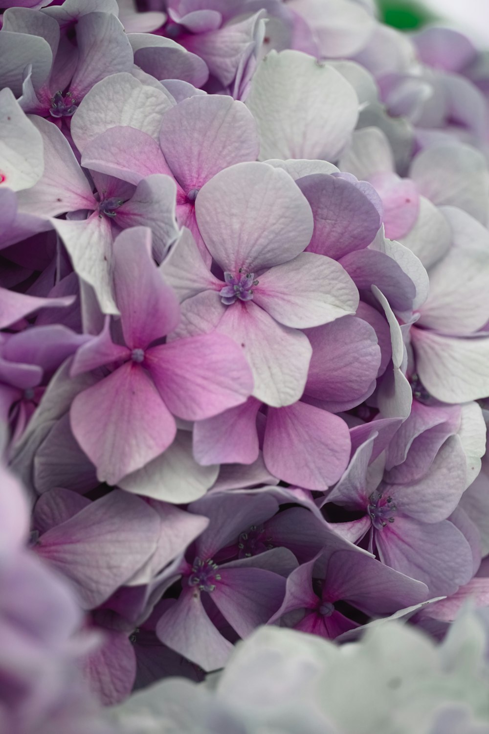 pétalos de flores rosas y blancas