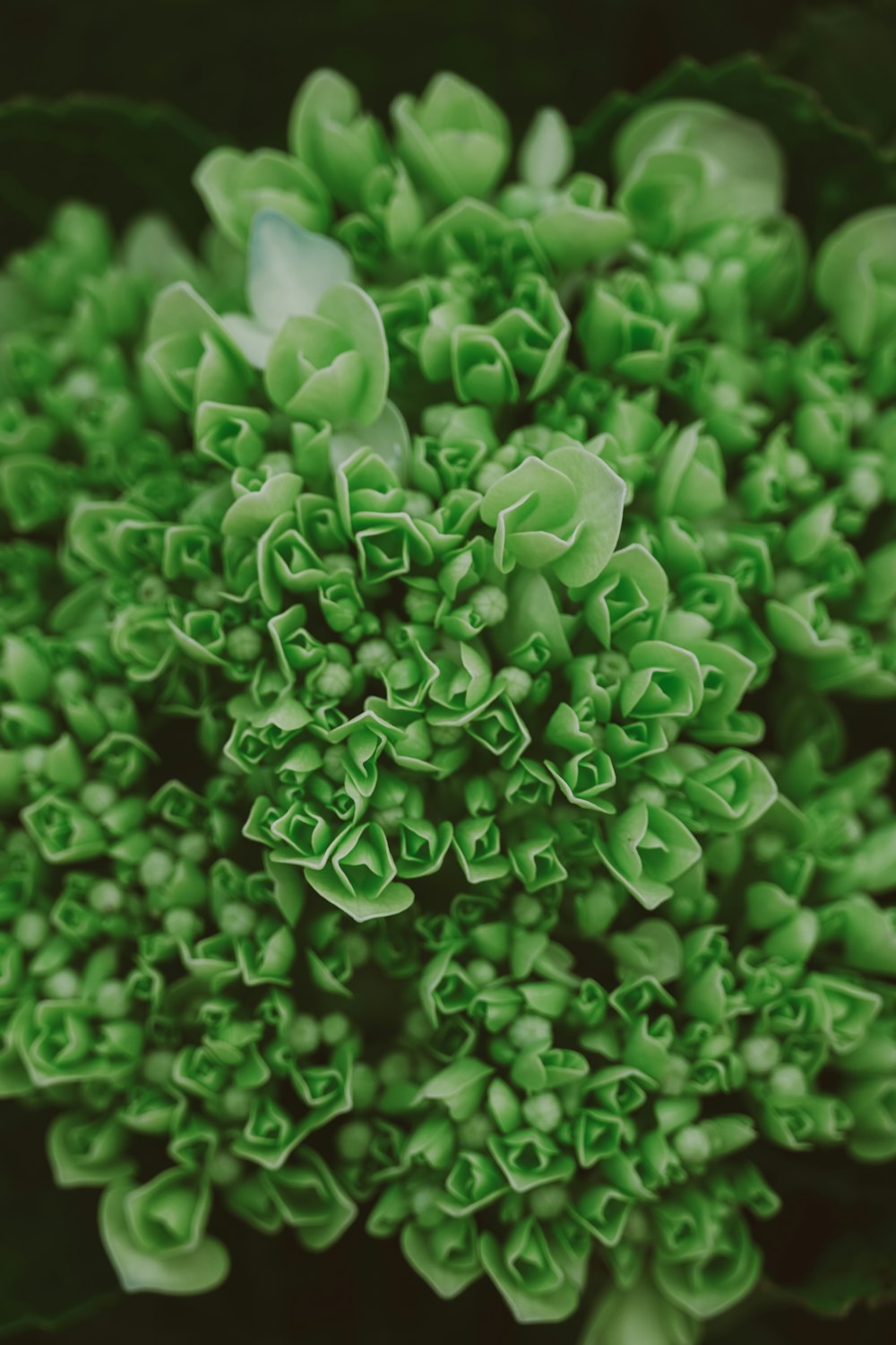 green and white flower buds