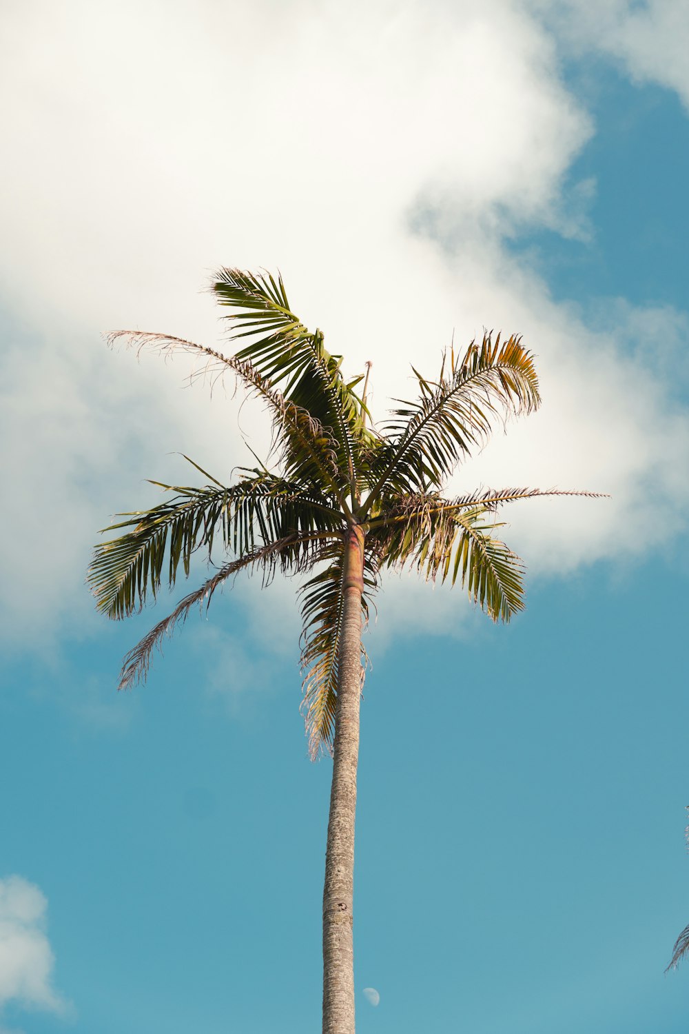 Palmera verde bajo el cielo azul durante el día