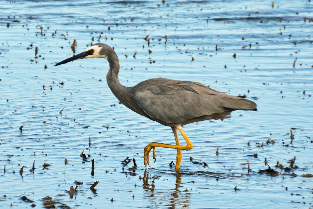 grey heron on water during daytime