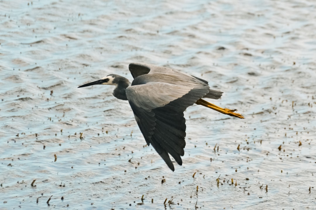 grey heron flying over the sea during daytime