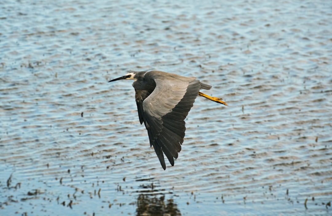 grey heron flying over the sea during daytime