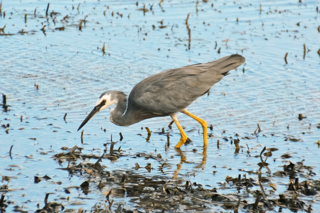 gray bird flying over body of water during daytime