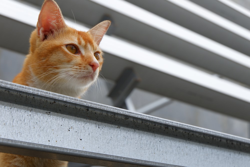 orange tabby cat on window