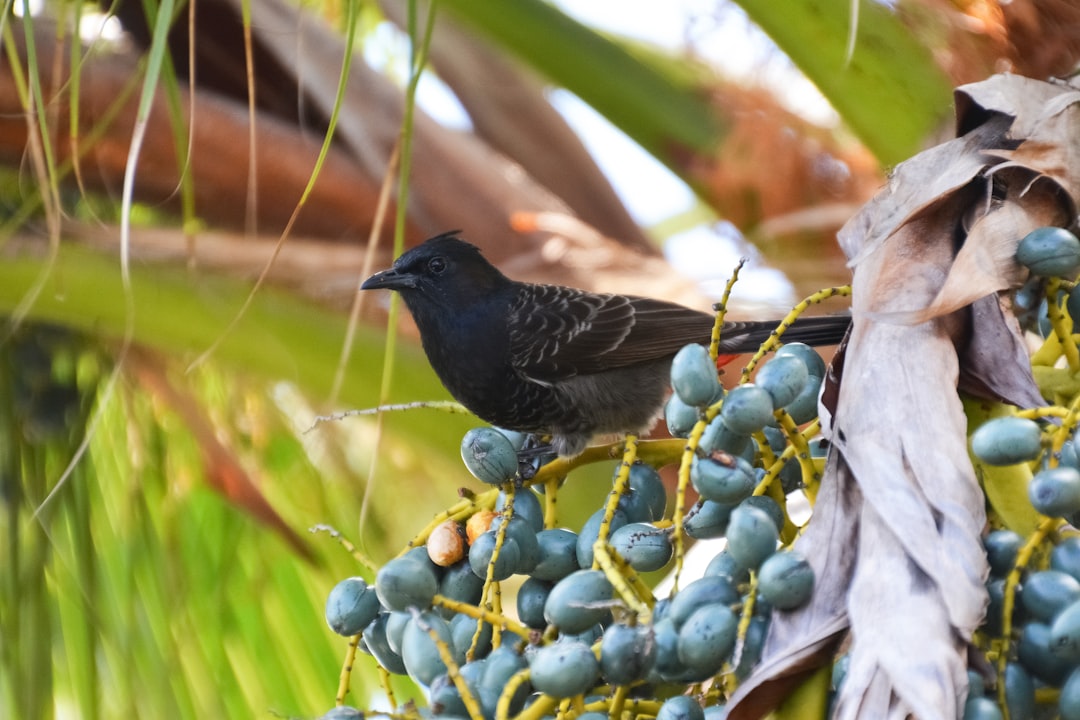 black bird perched on blue round fruit during daytime