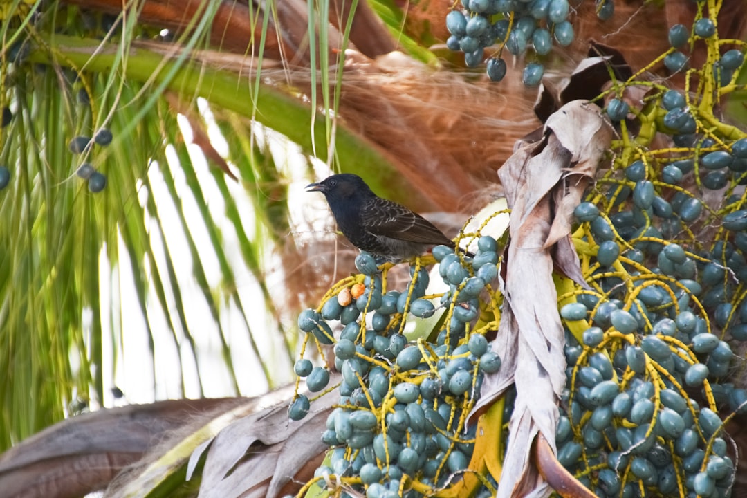 black bird on tree branch