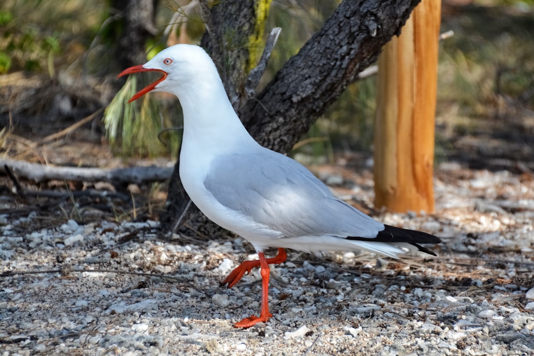 white and black bird on brown tree trunk