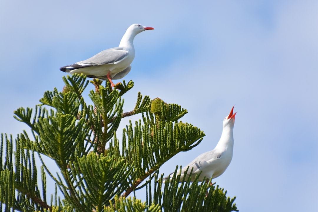 two white birds on green tree branch