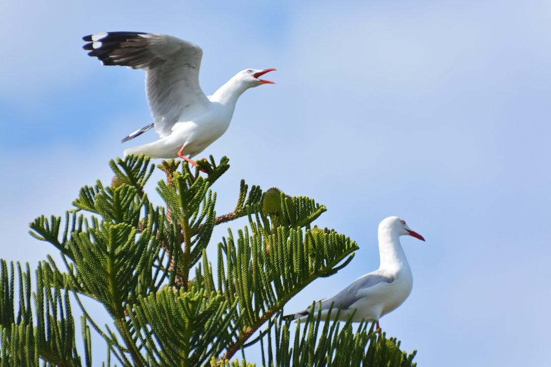 white bird on green plant