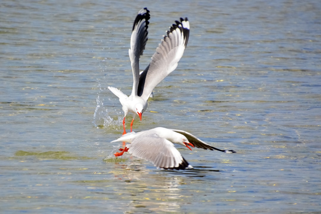 white and black bird flying over the water during daytime