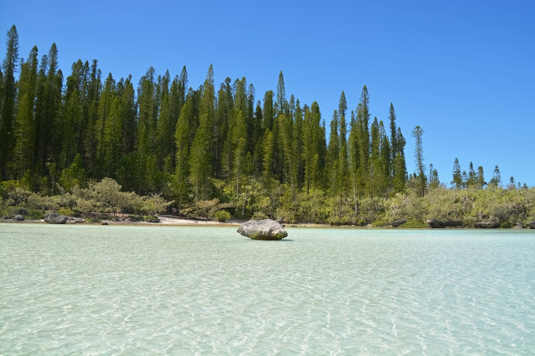 green pine trees on white sand near body of water during daytime