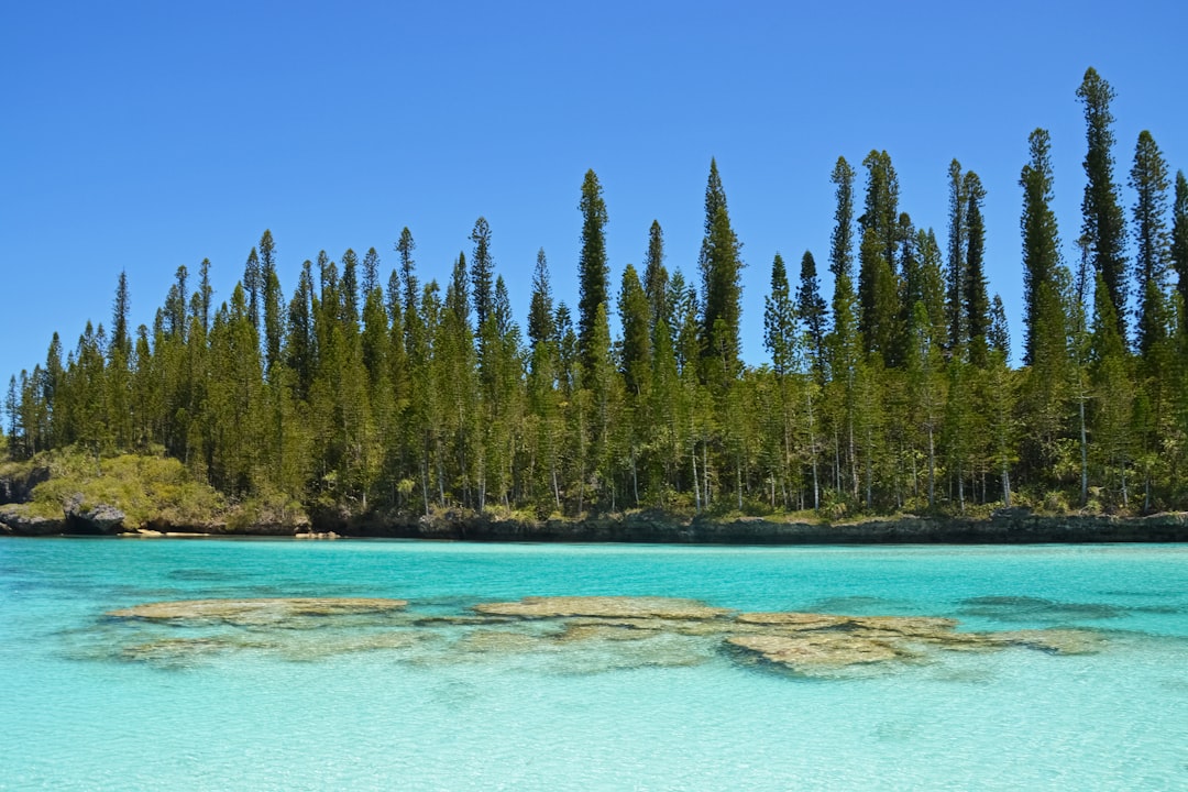 green trees beside blue sea under blue sky during daytime