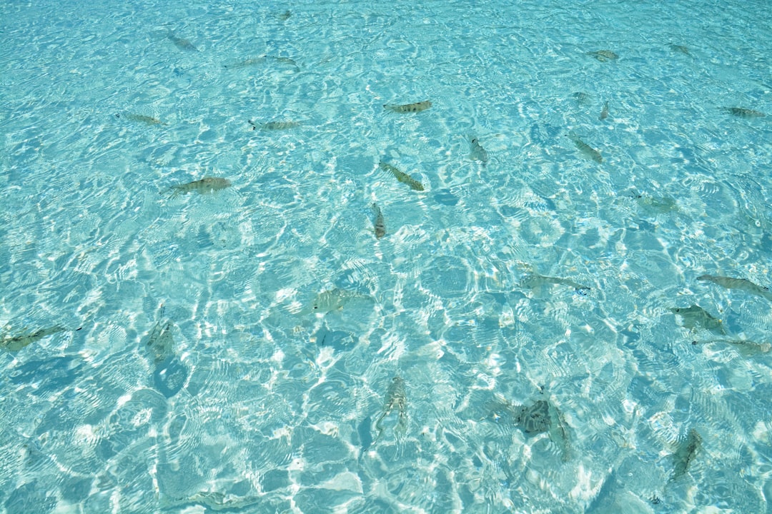 body of water during daytime