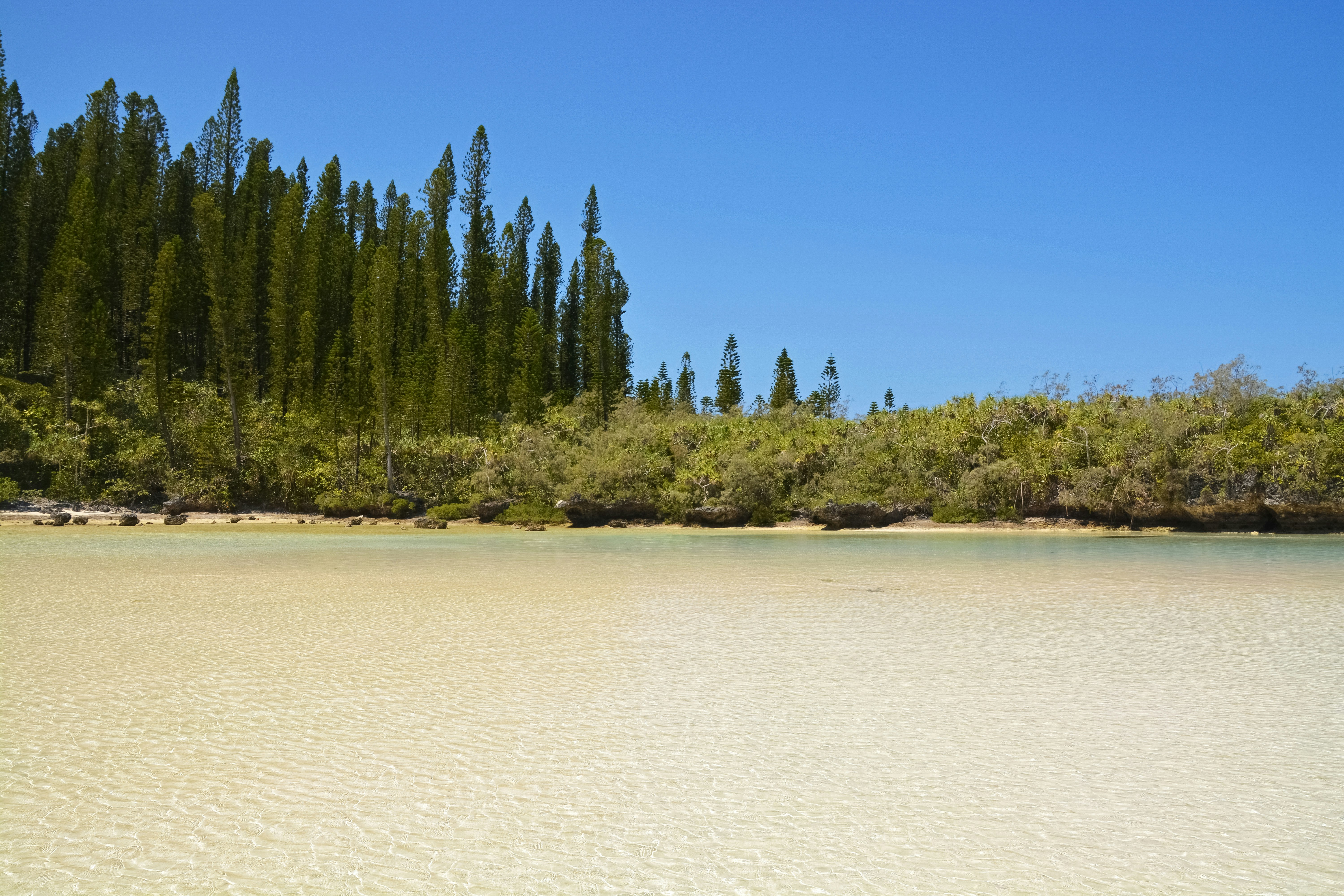 green trees near body of water during daytime