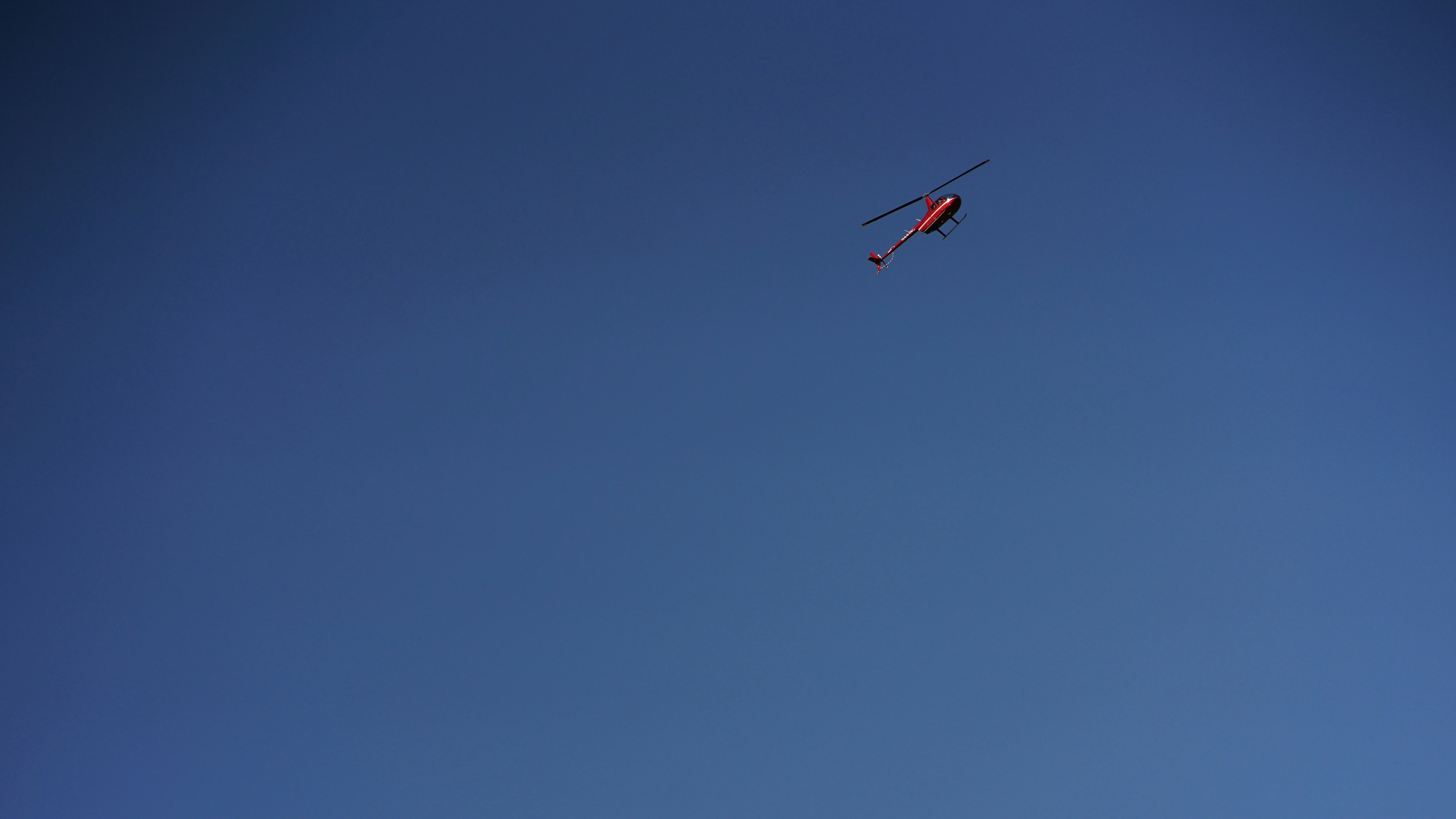 red and white bird flying under blue sky during daytime