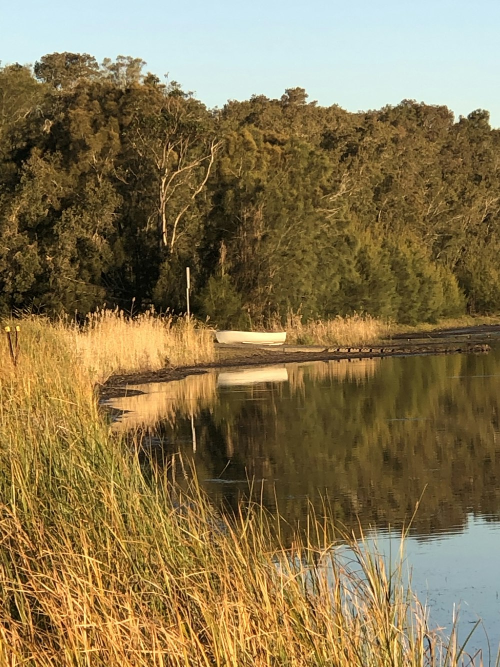 brown grass near lake during daytime