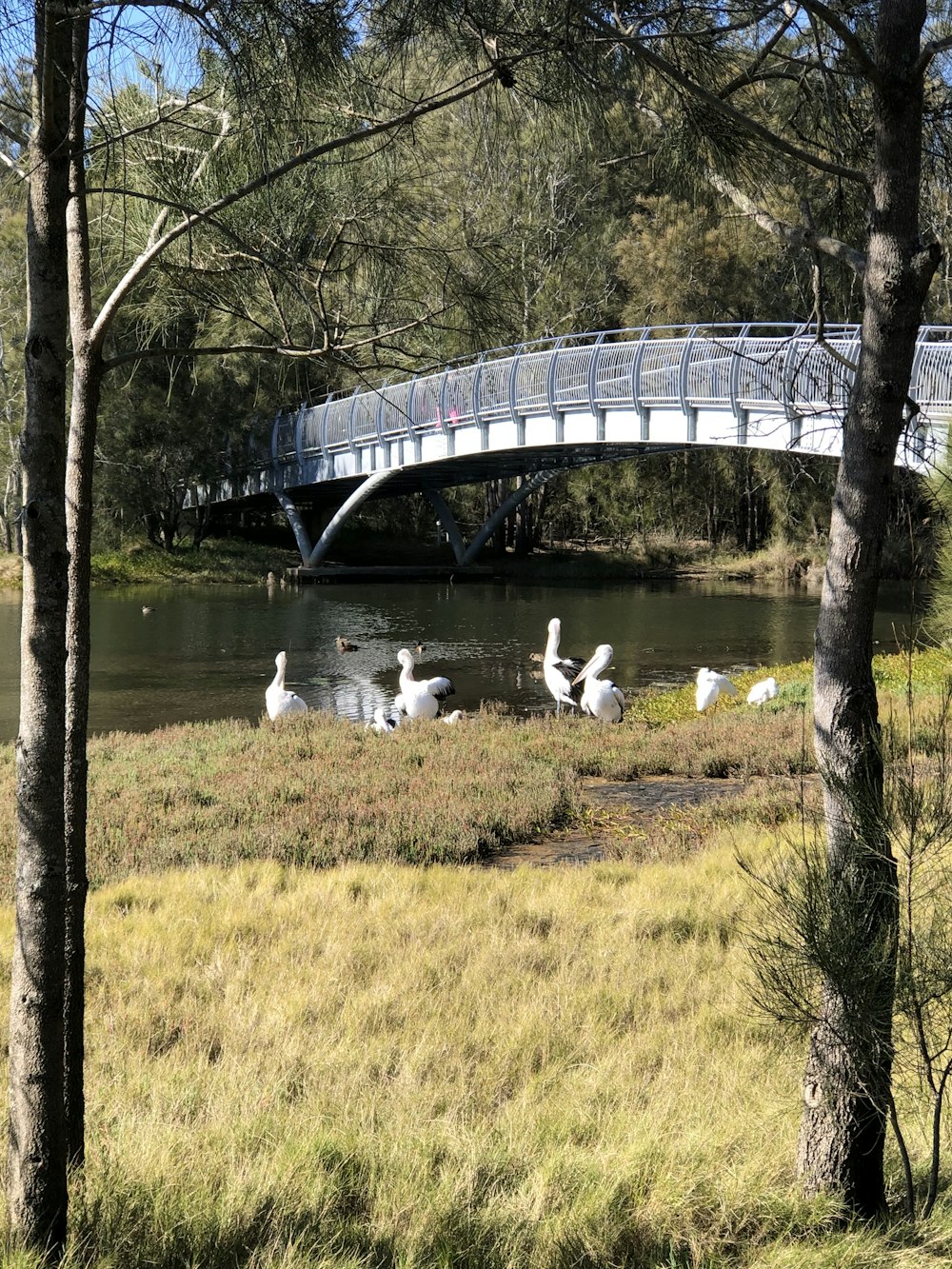 white swan on lake under bridge during daytime