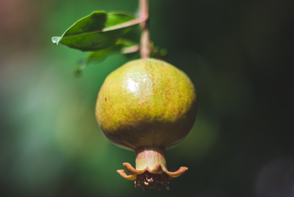 yellow and red fruit on tree branch