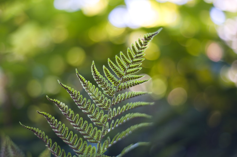 green fern plant in close up photography