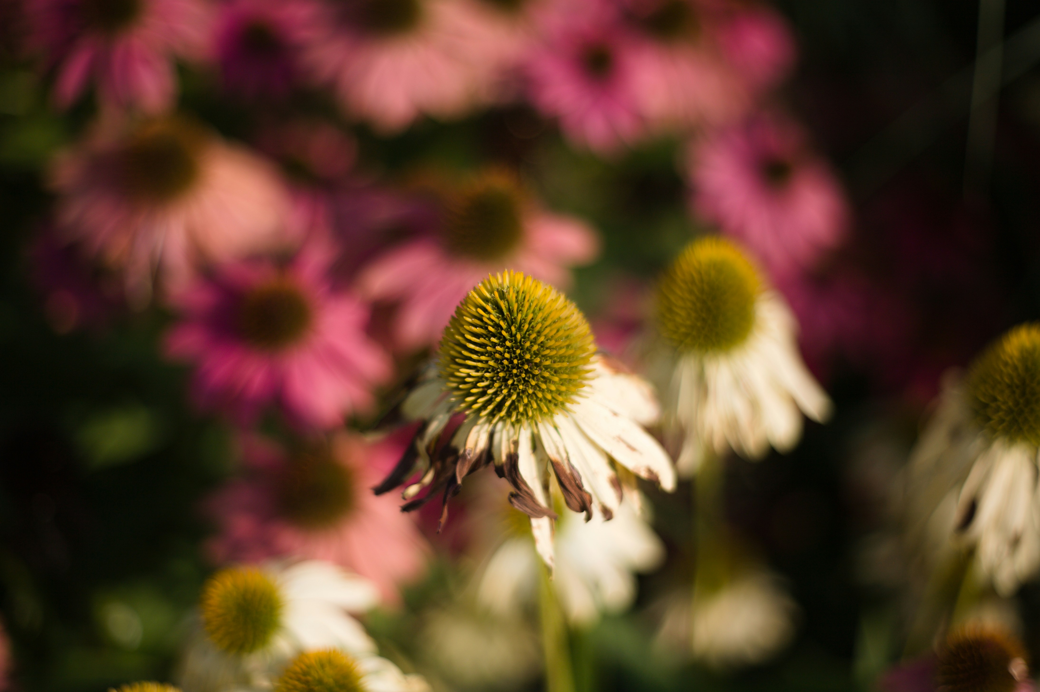 Photo by jothamsutharson