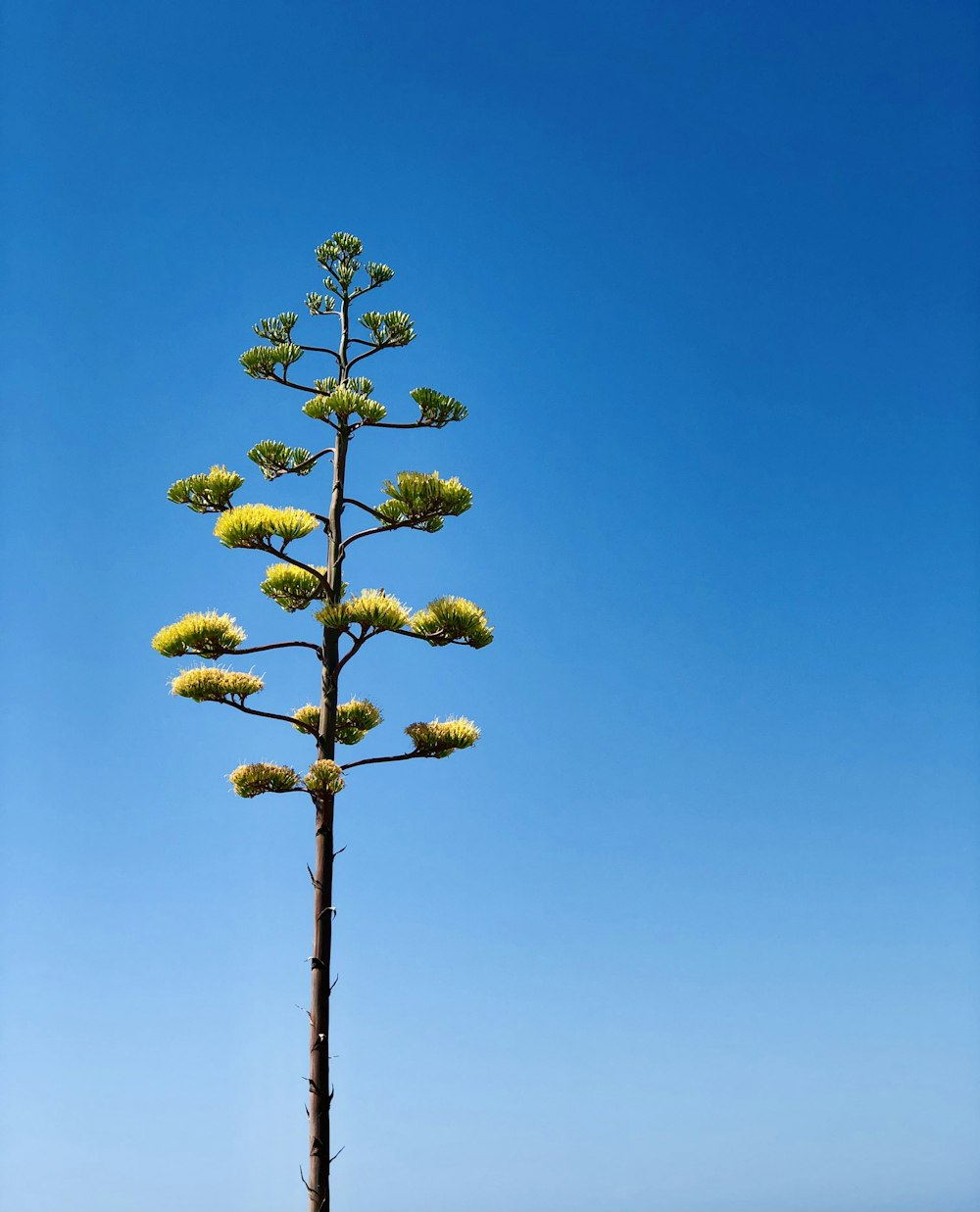 fiori gialli su bastone di legno marrone sotto il cielo blu durante il giorno