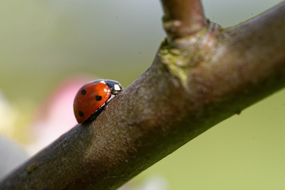 red ladybug perched on green leaf in close up photography during daytime