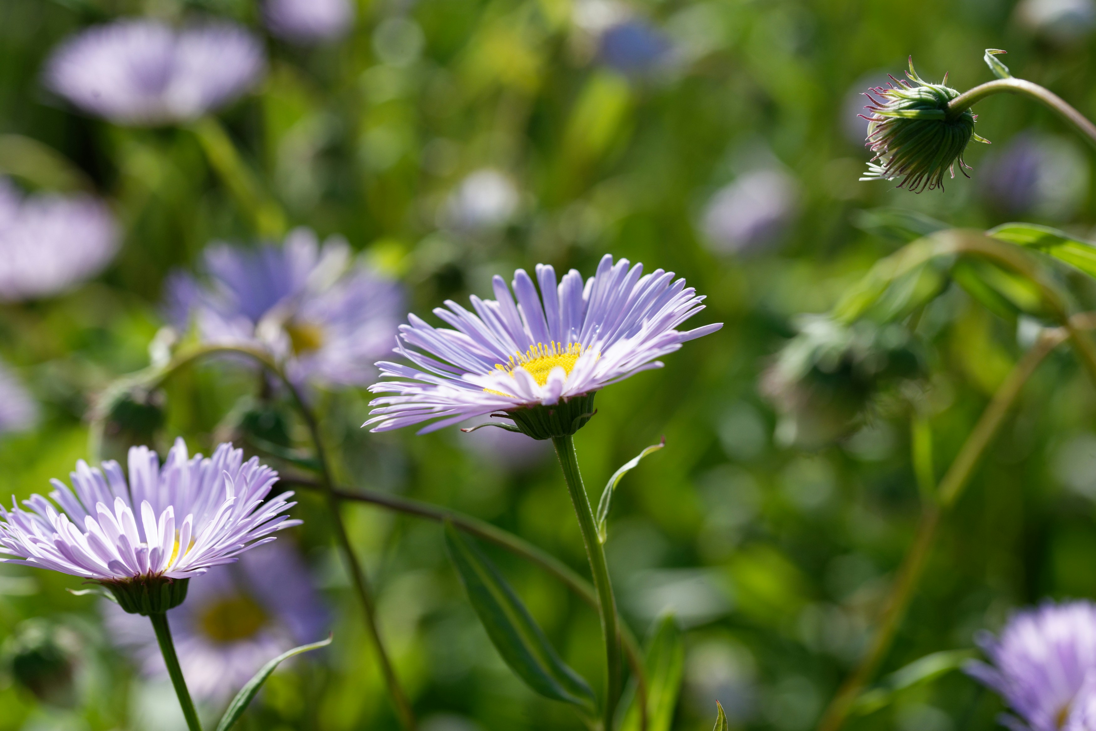 Photo by designbytholen